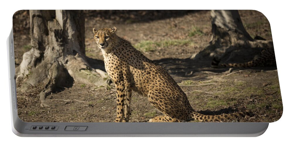 Cheetah Sitting Pretty Portable Battery Charger featuring the photograph Cheetah Sitting Pretty by Jemmy Archer