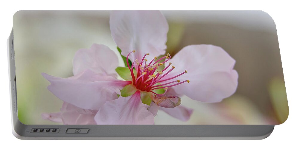 Cherry Portable Battery Charger featuring the photograph Cherry Blossom I by Elena Perelman