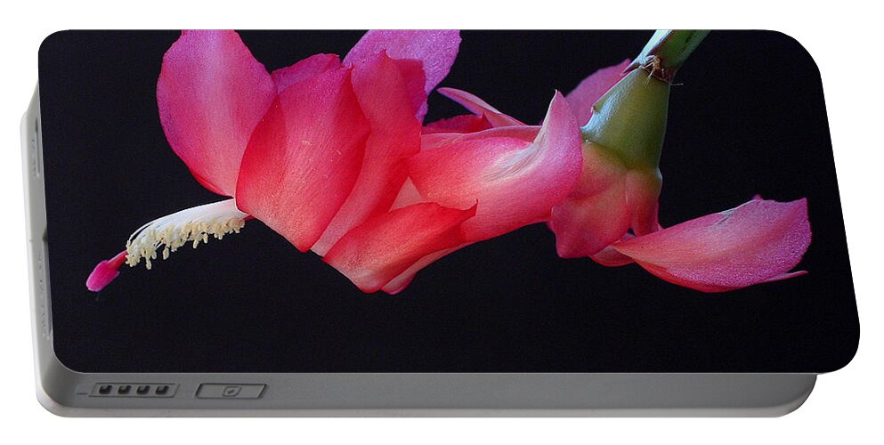 Christmas Portable Battery Charger featuring the photograph Christmas Cactus on Black by Farol Tomson