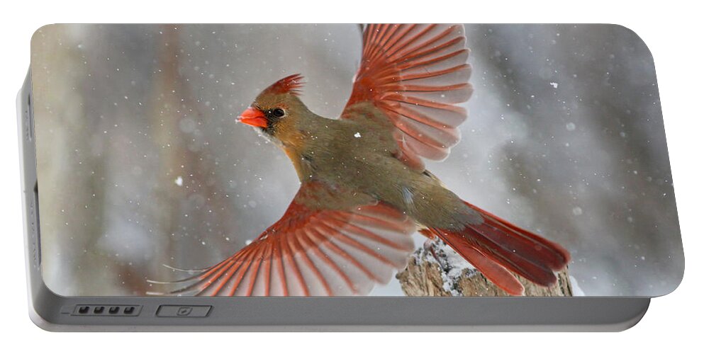 Bird Portable Battery Charger featuring the photograph Christmas card by Mircea Costina Photography