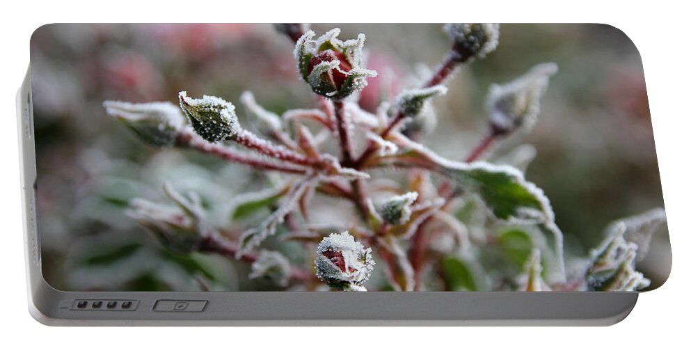 Plant Portable Battery Charger featuring the photograph Christmas Miniature Rosebuds by KATIE Vigil
