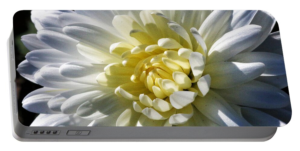 Flower Portable Battery Charger featuring the photograph Chrysanthemum in Sunlight by William Selander
