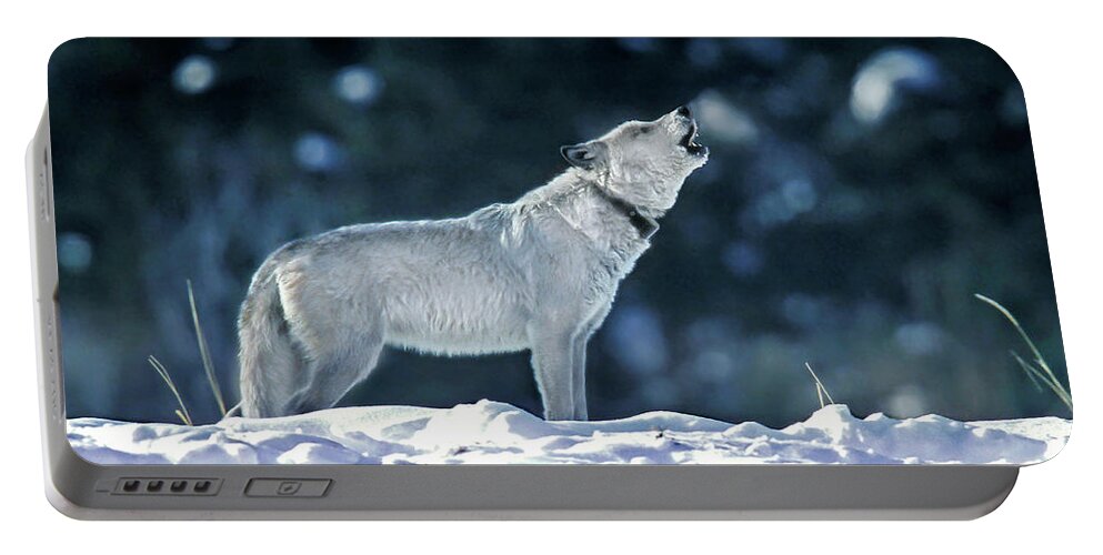 Mark Miller Photos Portable Battery Charger featuring the photograph Cinderella Wolf 42F by Mark Miller