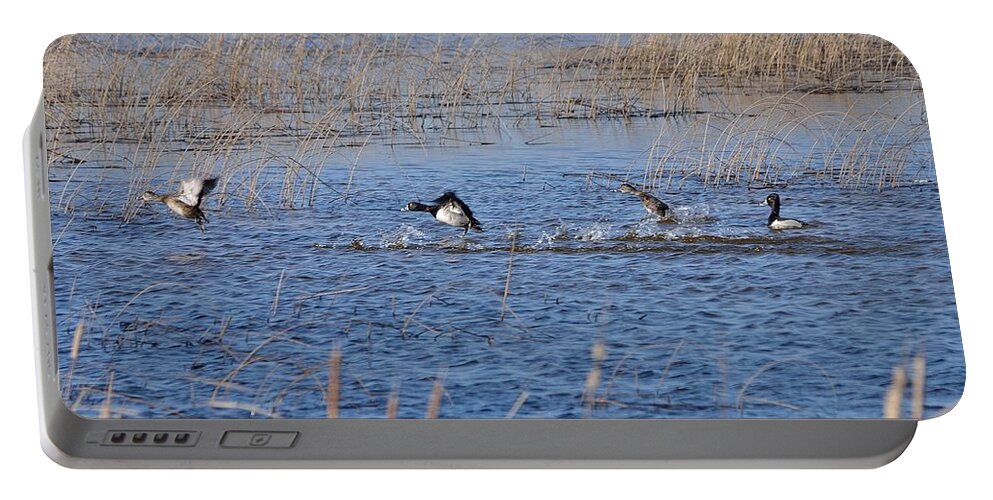 Nature Portable Battery Charger featuring the photograph Cleared for Takeoff-Ring-Necked Ducks by David Porteus