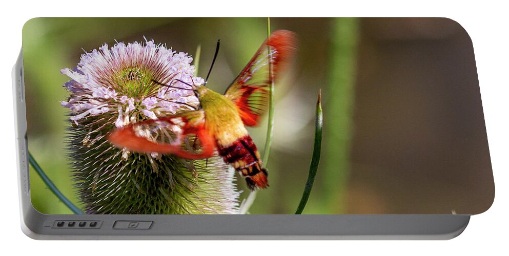 Clearwing Hawk Moth Portable Battery Charger featuring the photograph Clearwing Hawk Moth on Teasel by Carol Senske
