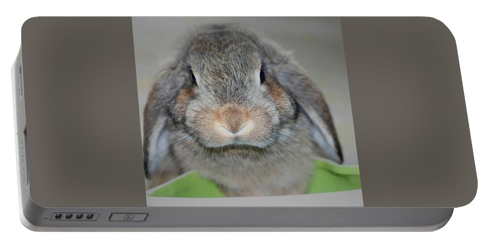 Bunnies Portable Battery Charger featuring the photograph Clever Bun by The Art Of Marilyn Ridoutt-Greene