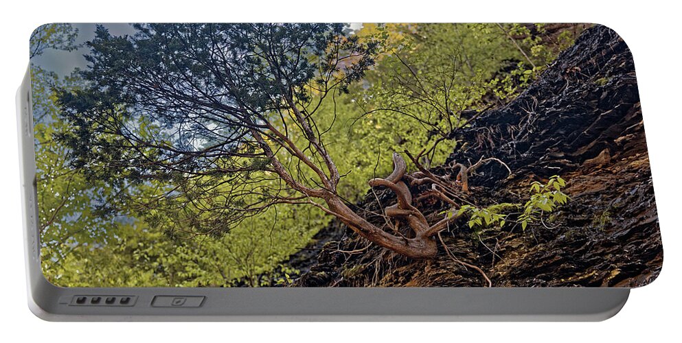 Awesome Tree Portable Battery Charger featuring the photograph Climbing Tree Roots by Doolittle Photography and Art