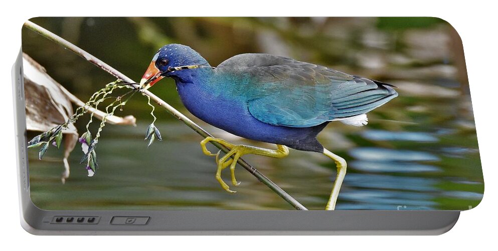 Purple Gallinule Portable Battery Charger featuring the photograph Climbing Up by Julie Adair