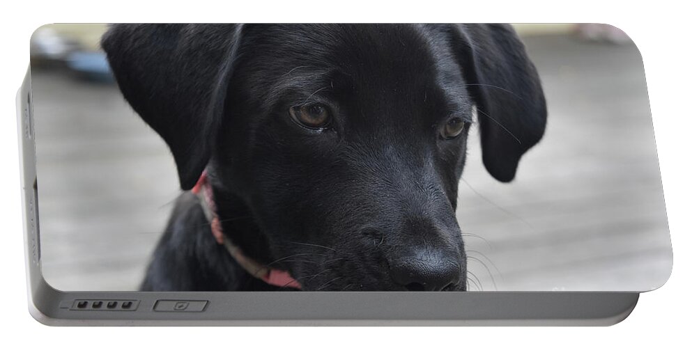 Labrador Portable Battery Charger featuring the photograph Close Up Look at a Black Labrador Retriever Pup by DejaVu Designs