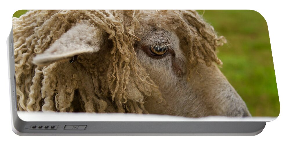 Sheep Portable Battery Charger featuring the photograph Close-up of Leicester Longwool by Lara Morrison