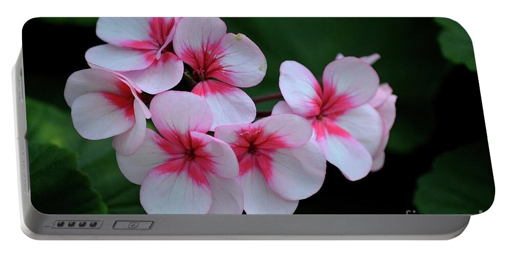 Flowers Portable Battery Charger featuring the photograph Close up of pink violet and white flowers with stamen by Imran Ahmed