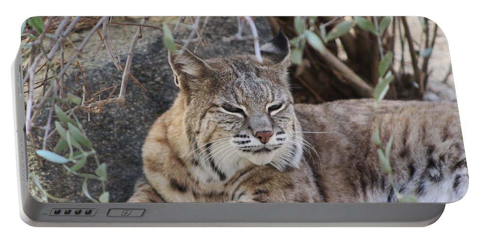 Bobcat Portable Battery Charger featuring the photograph Closeup of Bobcat by Colleen Cornelius