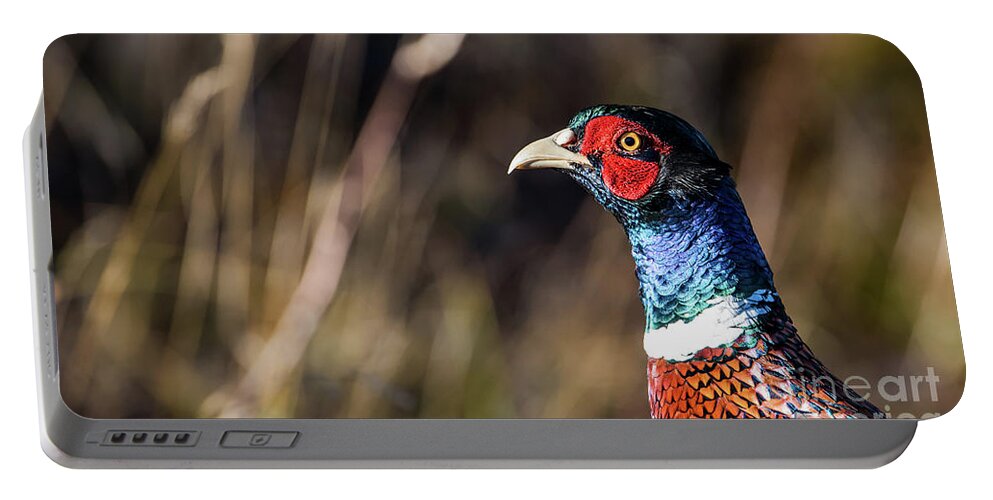 Portrait Cock Pheasant Portable Battery Charger featuring the photograph Cock Pheasant in Fall by Torbjorn Swenelius