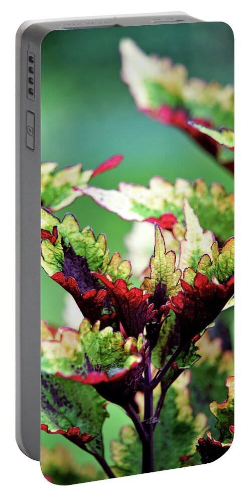 Nature Portable Battery Charger featuring the photograph Coleus by Michelle Joseph-Long