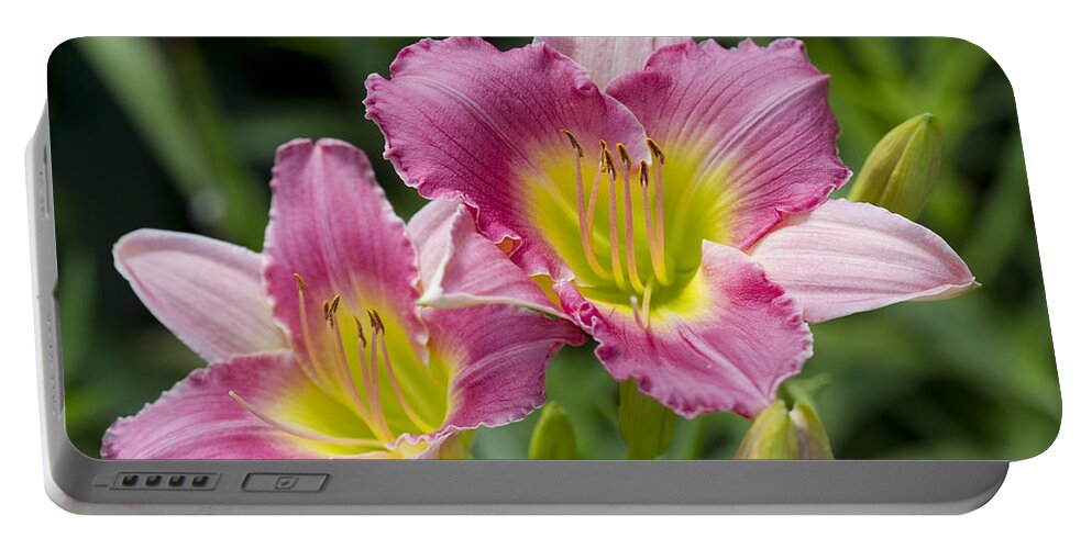 Hemerocallis Portable Battery Charger featuring the photograph Colorful Peachy Pink Daylily Blossoms by Kathy Clark