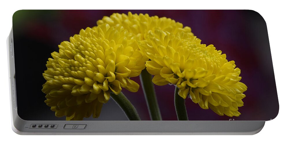 Flower Portable Battery Charger featuring the photograph Colorful triplet by Robert WK Clark