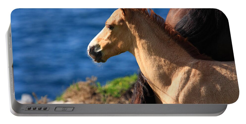 Horses Portable Battery Charger featuring the photograph Colt By The Sea by Aidan Moran