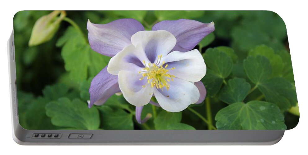 Columbine Flowers Portable Battery Charger featuring the photograph Columbine at Glen Magna Farms by Paul Meinerth