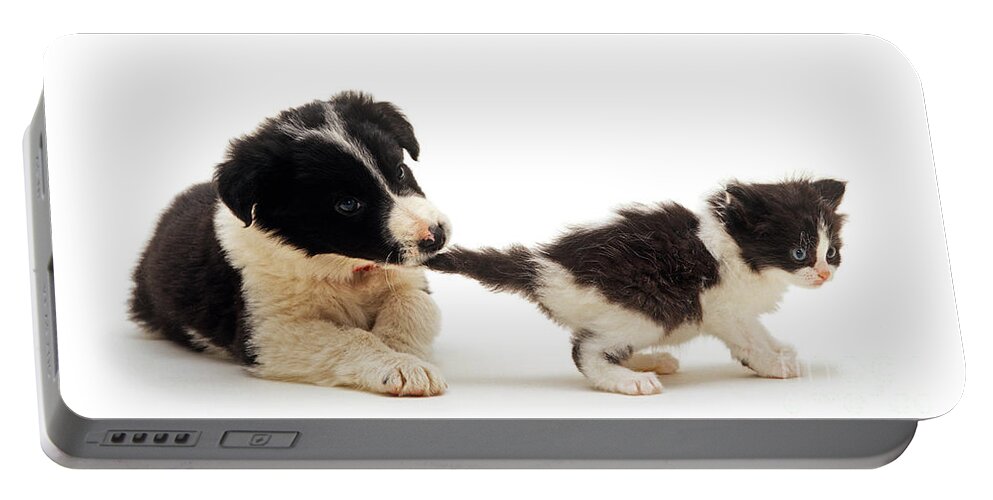 Border Collie Portable Battery Charger featuring the photograph Come back, I wanna play by Warren Photographic