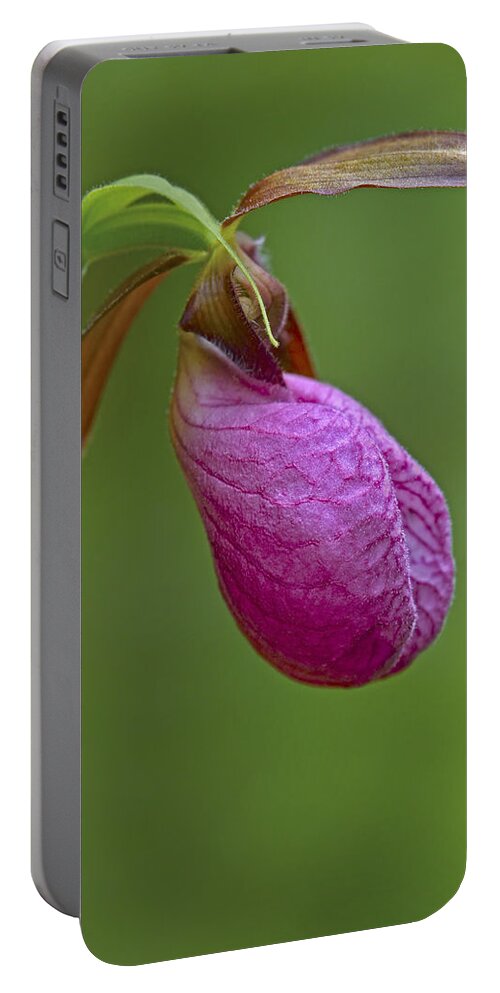 Cypripedium Acaule Portable Battery Charger featuring the photograph Comfort by Tony Beck