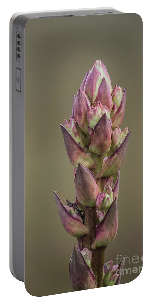 Plant Portable Battery Charger featuring the photograph Coming Out Insect by Roberta Byram