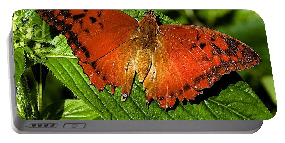 Butterfly Portable Battery Charger featuring the photograph Common Leopard by Barbara Zahno