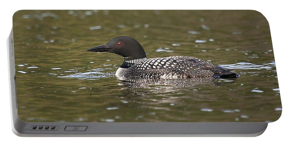 Loon Portable Battery Charger featuring the photograph Common Loon by Eunice Gibb