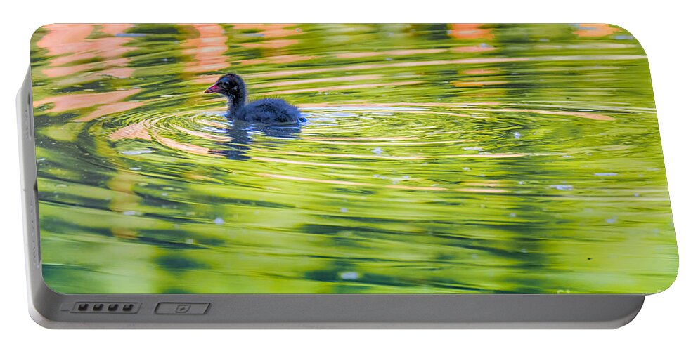 Animalia Portable Battery Charger featuring the photograph Common Moorhen Hatchling by Jivko Nakev