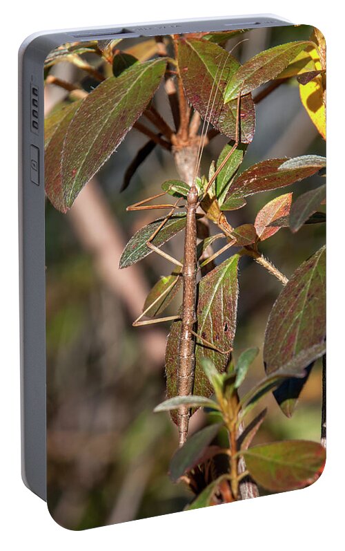 Nature Portable Battery Charger featuring the photograph Common Walkingstick or Northern Walkingstick DIN0263 by Gerry Gantt