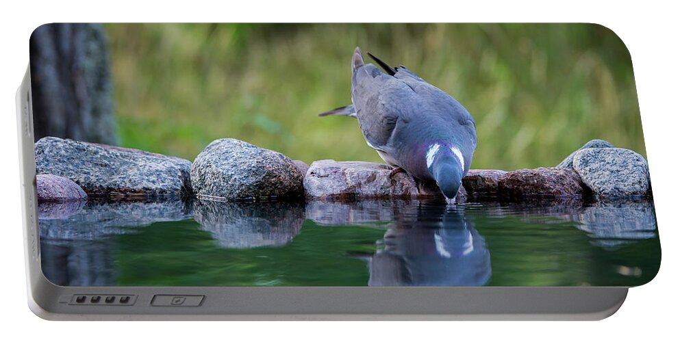 Common Wood Pigeon Portable Battery Charger featuring the photograph Common Wood Pigeon drinking at the waterhole from the front by Torbjorn Swenelius