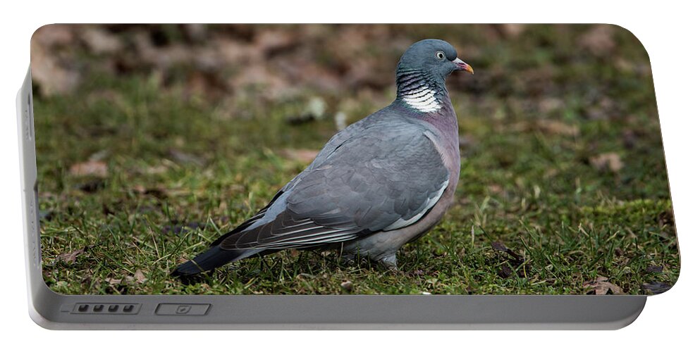 Common Wood Pigeon Portable Battery Charger featuring the photograph Common Wood Pigeon's profile by Torbjorn Swenelius