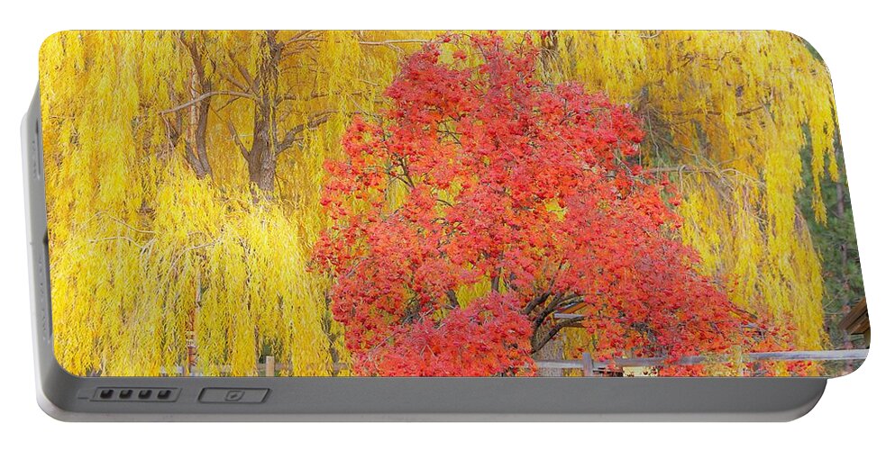 Trees Portable Battery Charger featuring the photograph Contrasting trees by Merle Grenz