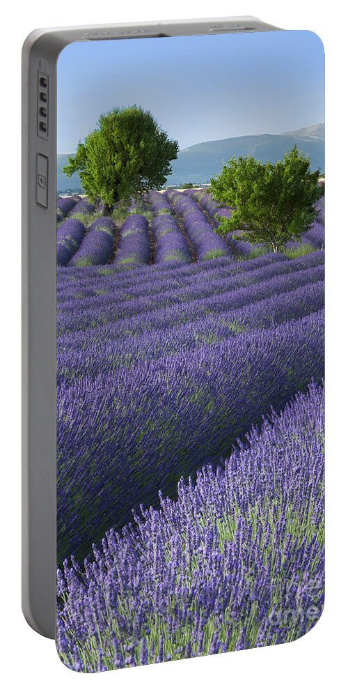 Lavender Portable Battery Charger featuring the photograph Converging Lavender Fields by Brian Jannsen