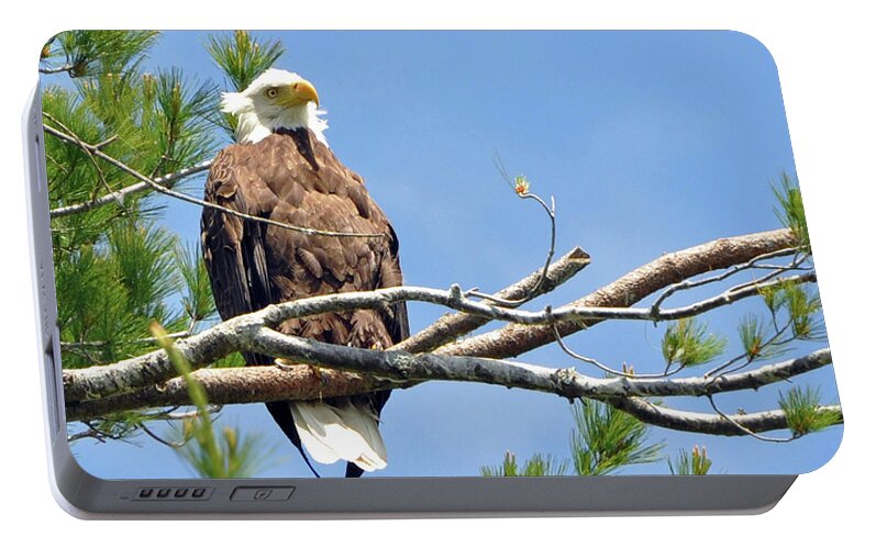 Eagle Portable Battery Charger featuring the photograph Cool Breeze by Glenn Gordon