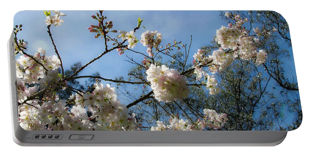 Cool Cherry Blossoms Portable Battery Charger featuring the photograph Cool Cherry Blossoms by Bonnie Follett
