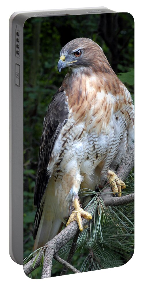 Coopers Hawk Portable Battery Charger featuring the photograph Coopers Hawk by Dave Mills