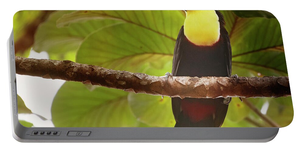 Joan Carroll Portable Battery Charger featuring the photograph Costa Rican Toucan by Joan Carroll