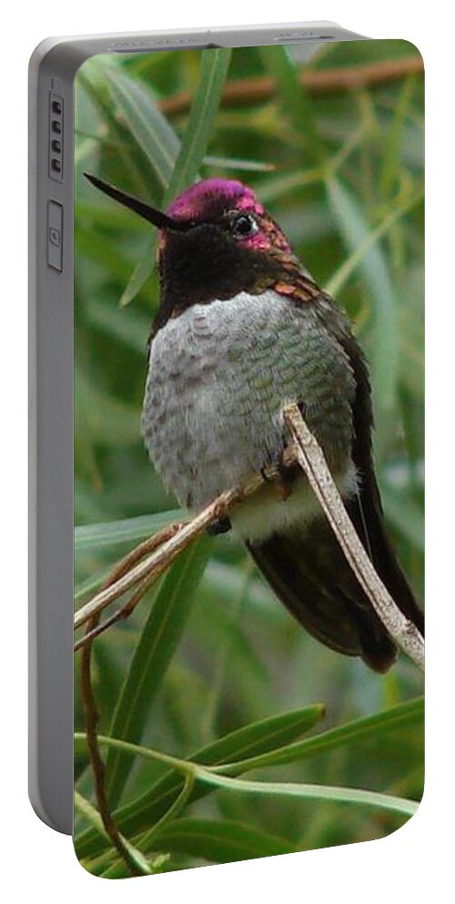 Costa's Portable Battery Charger featuring the photograph Costa's Hummingbird 2 by Carl Moore