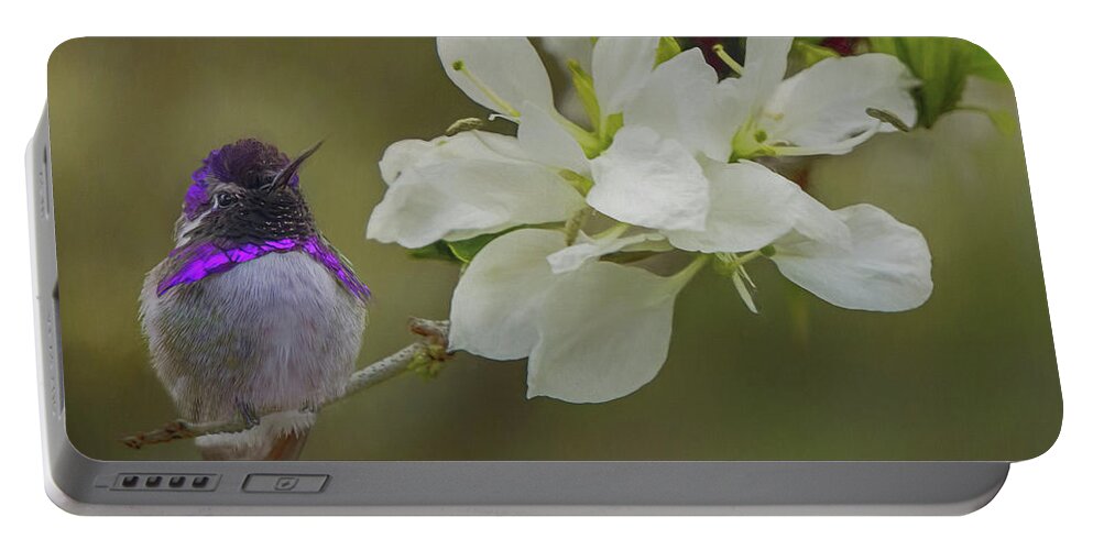 Anacacho Portable Battery Charger featuring the photograph Costas Hummingbird on an Anacacho Orchid Branch by Teresa Wilson