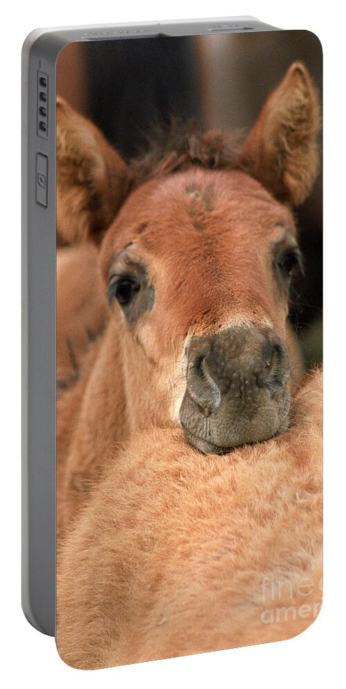 Foal Portable Battery Charger featuring the photograph Cosy by Ang El