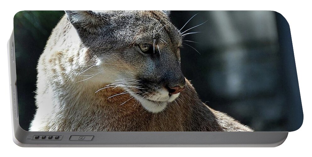 Cougar Portable Battery Charger featuring the photograph Cougar portrait by Ronda Ryan