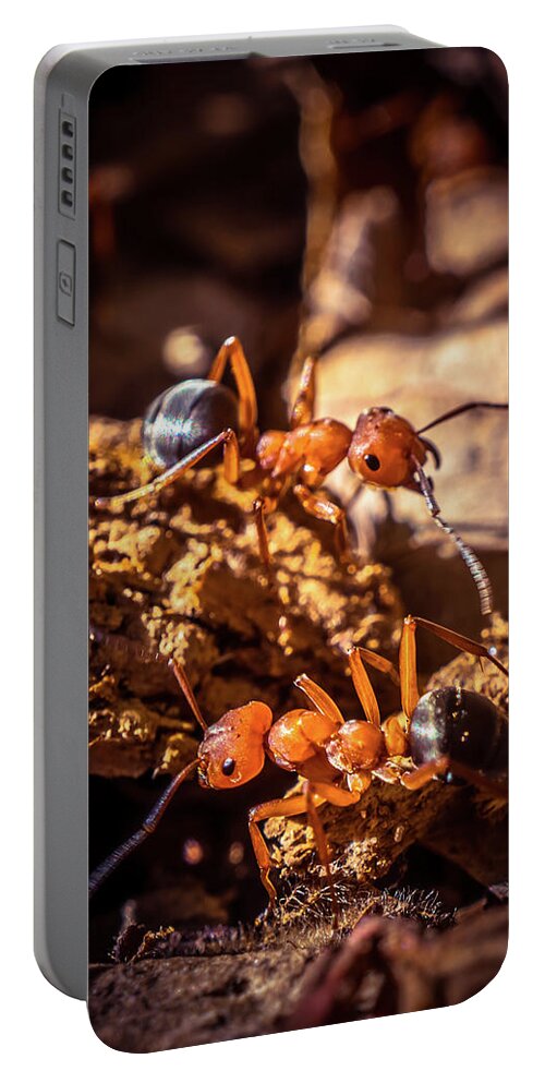 Ant Portable Battery Charger featuring the photograph Couple of Ants by Lilia S