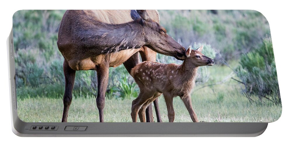 Elk Portable Battery Charger featuring the photograph Cow and Calf Elk by Wesley Aston