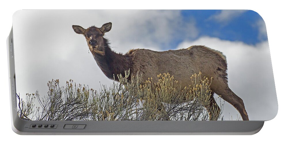 Elk Portable Battery Charger featuring the photograph Cow Elk-Signed-#6029 by J L Woody Wooden
