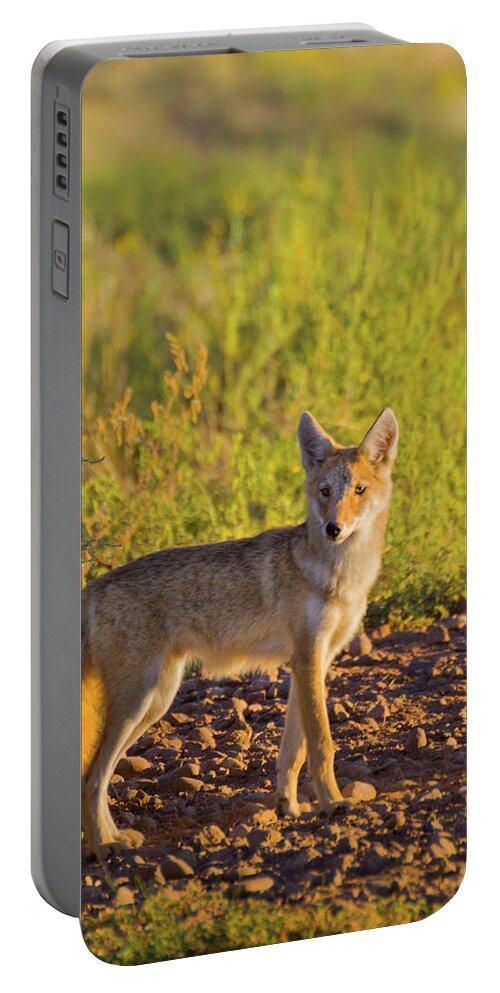 American Jackal Portable Battery Charger featuring the photograph Coyote Puppy In Sunlight by John De Bord