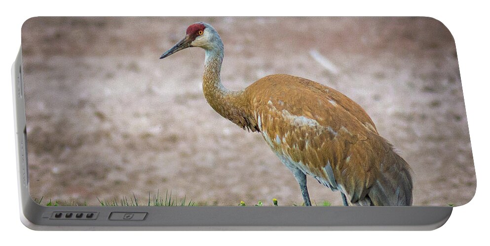 Bird Portable Battery Charger featuring the photograph Crane Down by Bill Pevlor