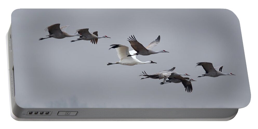 Whooping Crane Portable Battery Charger featuring the photograph Cranes Flying by Susan Rissi Tregoning