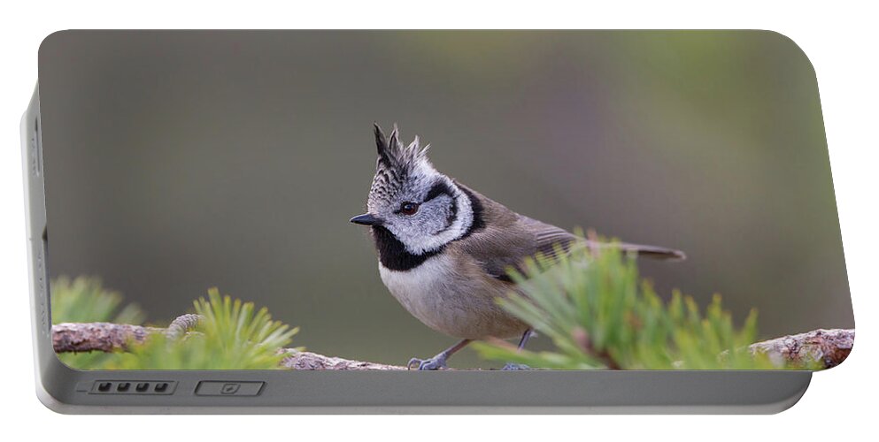 Crested Portable Battery Charger featuring the photograph Crested Tit Pine by Pete Walkden