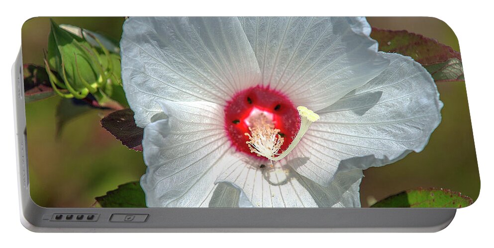 Marsh Portable Battery Charger featuring the photograph Crimson-eyed Rosemallow DSMF0321 by Gerry Gantt