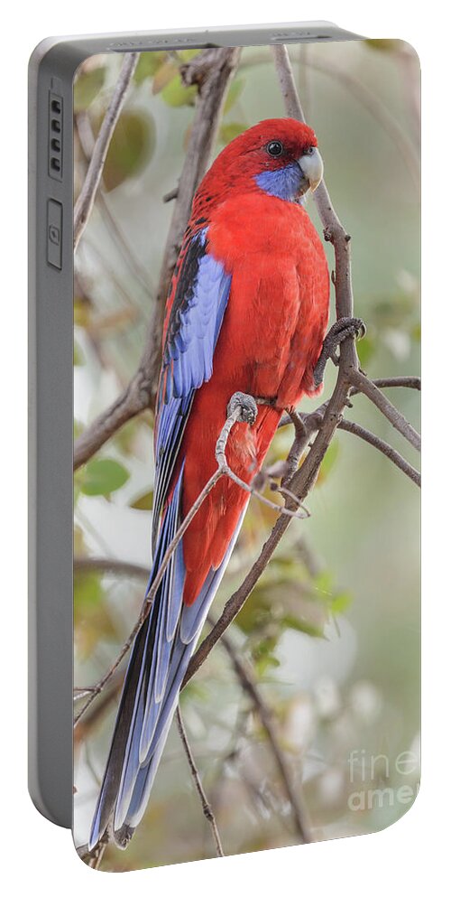 Bird Portable Battery Charger featuring the photograph Crimson Rosella 01 by Werner Padarin